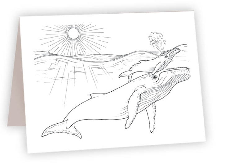 CCO_14 - Humpback Whales daytime