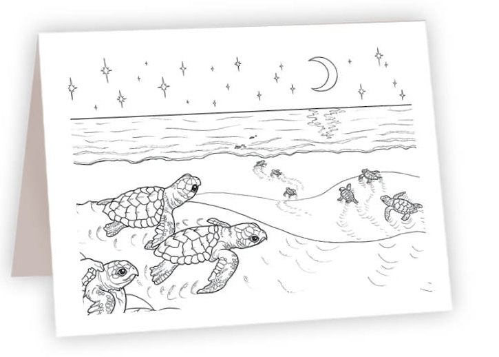 Turtle Babies