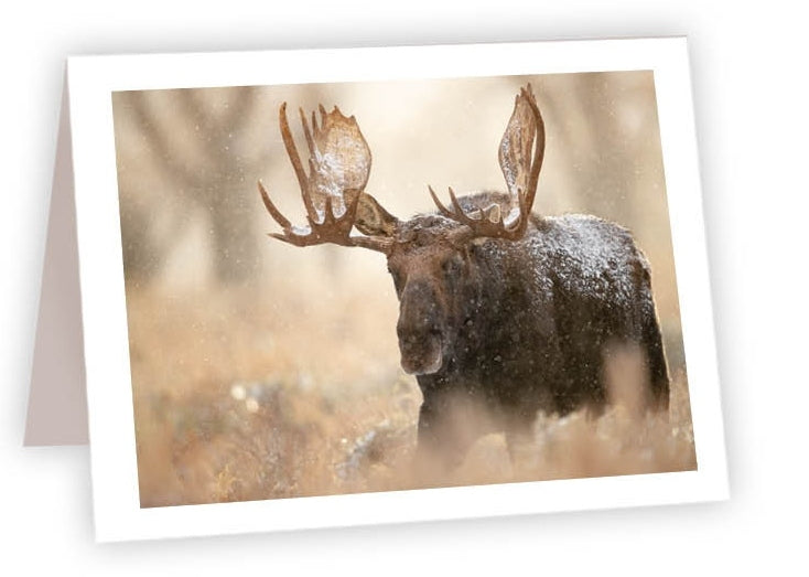 RN11 - Shoshone Moose