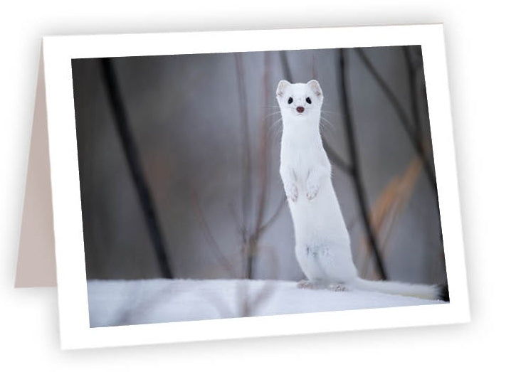 RN19 - Ermine Weasel