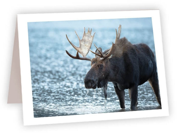 RN20 - Moose in water