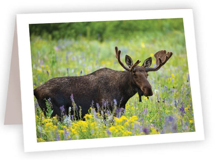 RN35 - Moose in Wildflowers