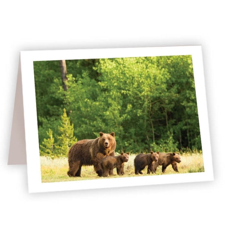 CARDS - REVEALED IN NATURE