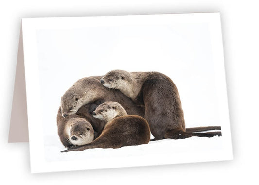 Otter Family