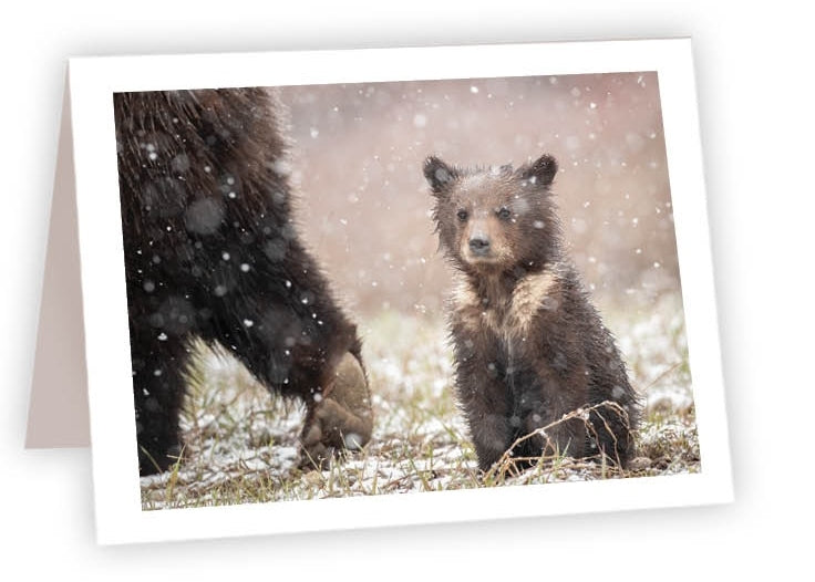 RN12 - Baby Bear in Snow