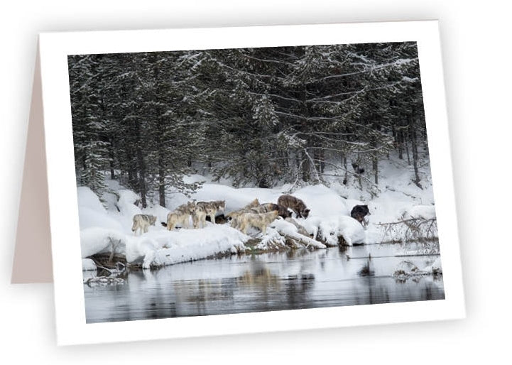 RN14 - Wolf Pack by river