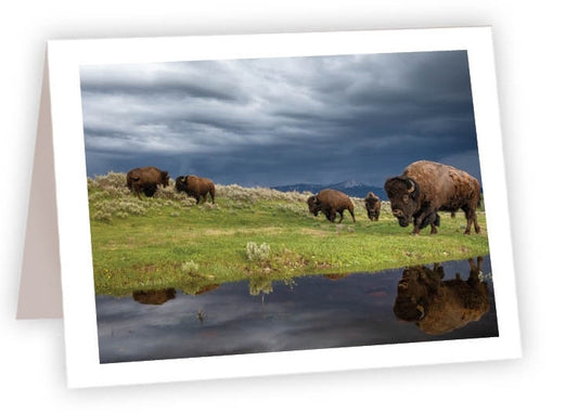 Bison Herd Grazing