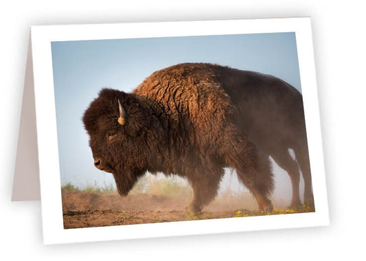 RN17 - Bison Profile