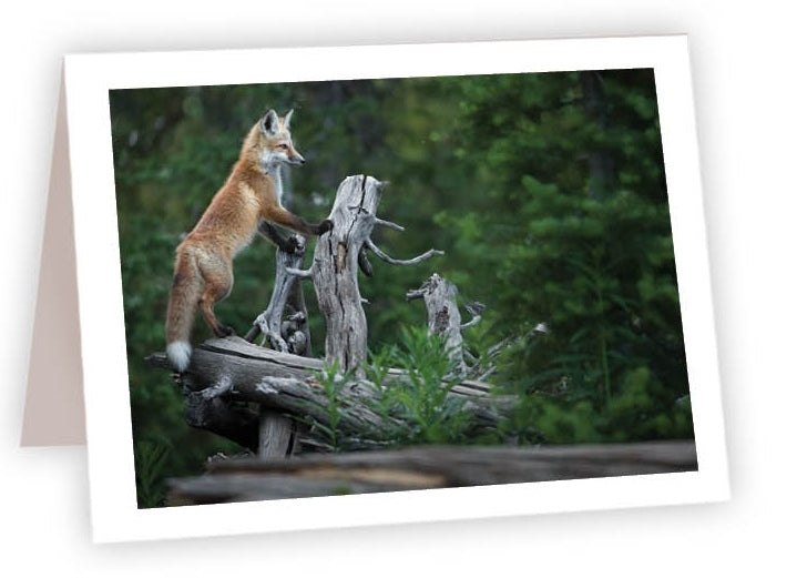 RN18 - Fox on Log