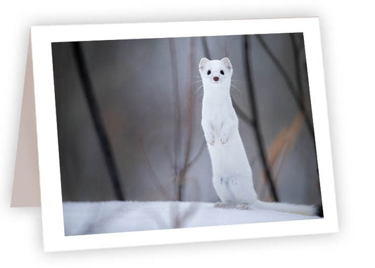 RN19 - Ermine Weasel