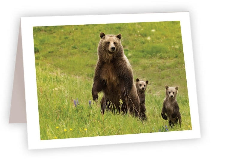 RN23 - Mama Bear cubs standing