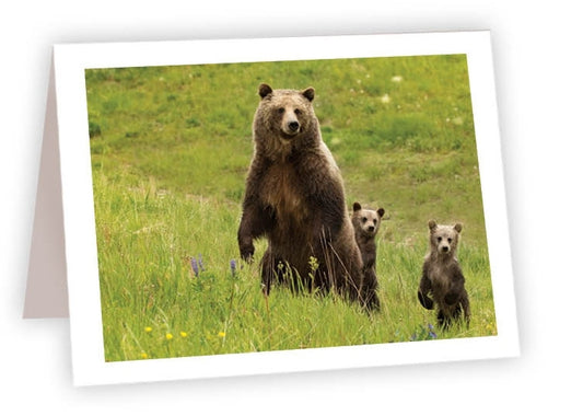 RN23 - Mama Bear cubs standing