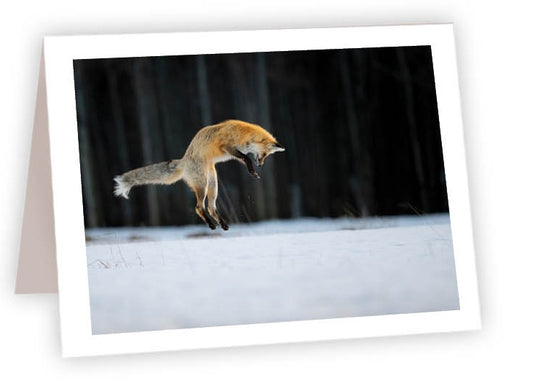 Fox Hunting in Snow