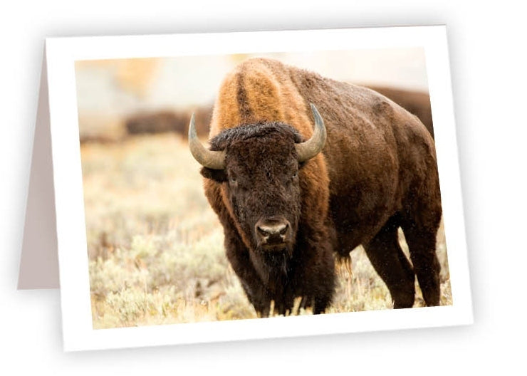 RN56 - Bison close up