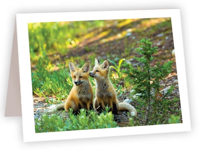 RN59 - Fox Kits