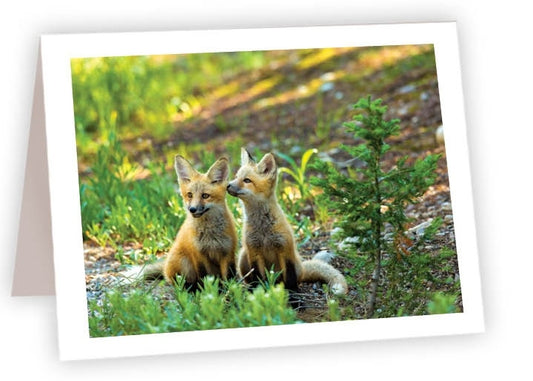 RN59 - Fox Kits