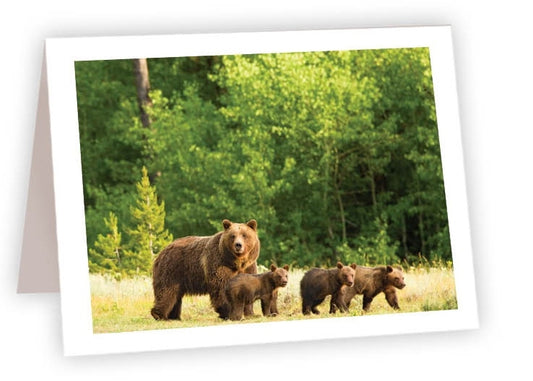 RN60 - Mama Bear 399 w cubs