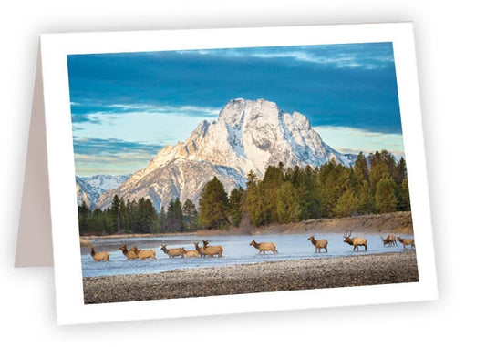 RN69 - Elk Herd Crossing