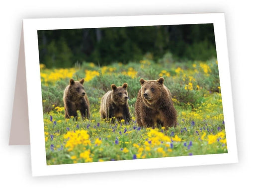 RN77 - Grizzly Journey