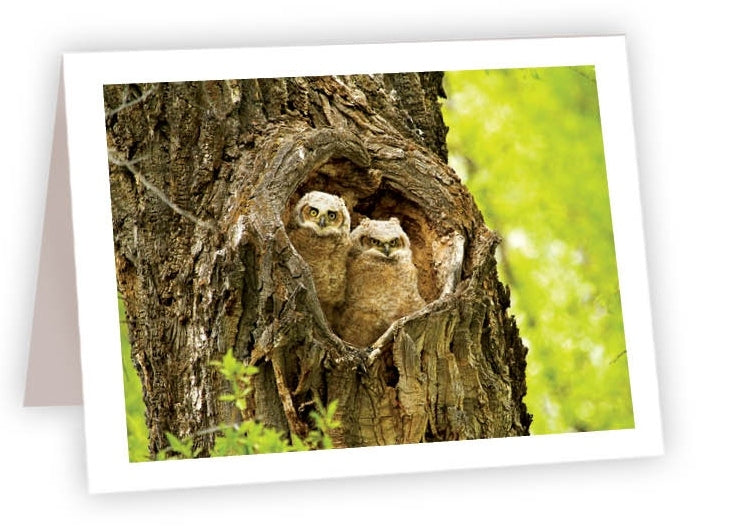 RN86 - Great Horned Chicks