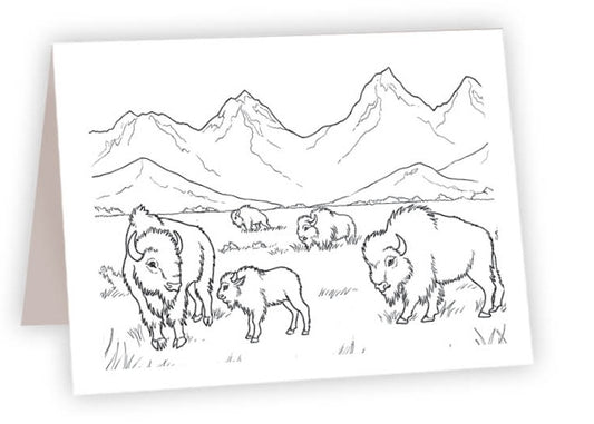 CCR05 - Bison Herd