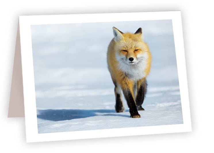 RN39<br/>Fox Hunting in Snow