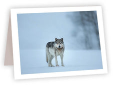 RN66<br/>Winter Wolf