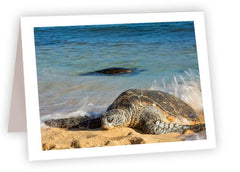 RN95<br/>Sea Turtle